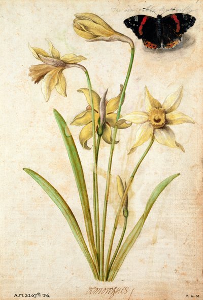 Wild Daffodil and Red Admiral by Jacques Le Moyne